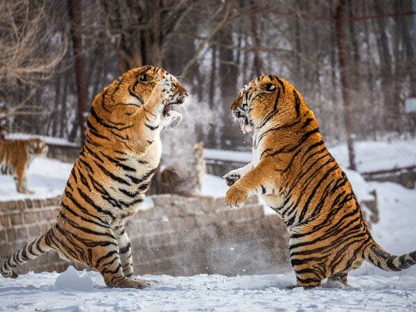 El Parque del Tigre Siberiano de Harbin