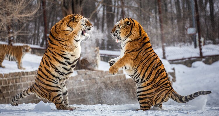 Hengdaohezi Siberian Tiger Park