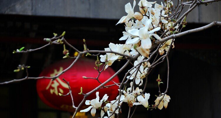 Magnolias in Leshou Hall