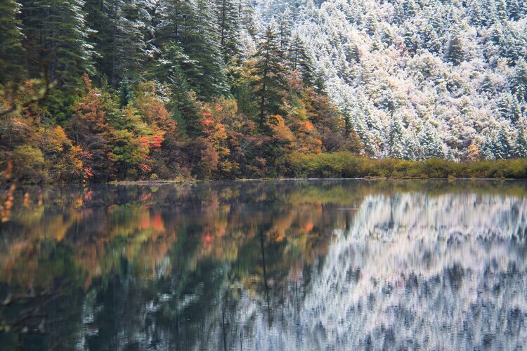 Разноцветные леса