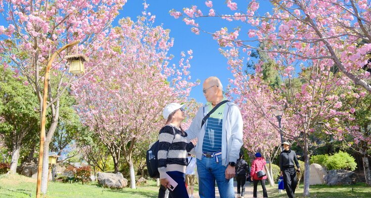 Cherry blossoms in Lijiang