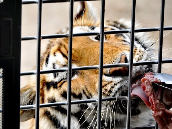 Alimentando a los tigres siberianos en el Parque del Tigre Siberiano de Harbin