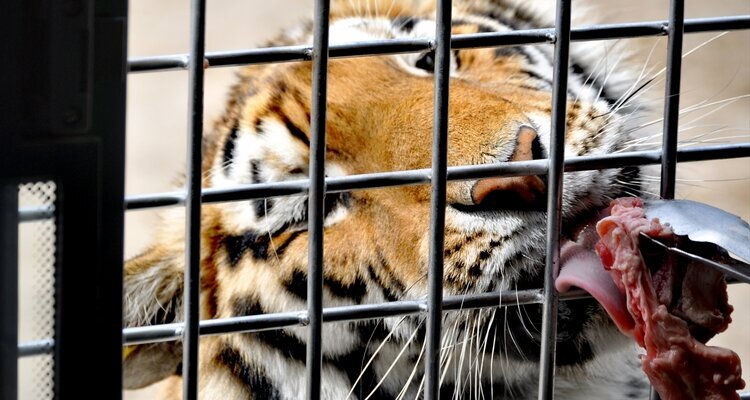 ハルビンツアー　シベリアトラ園