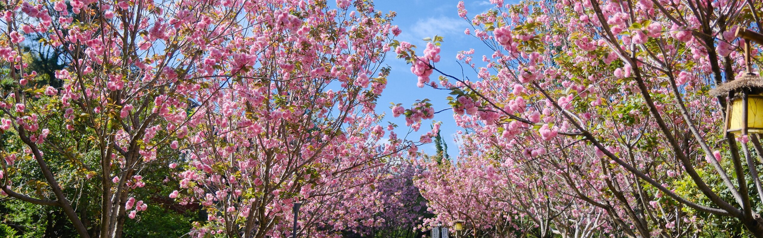 Best Times to Visit Yunnan & What to Avoid