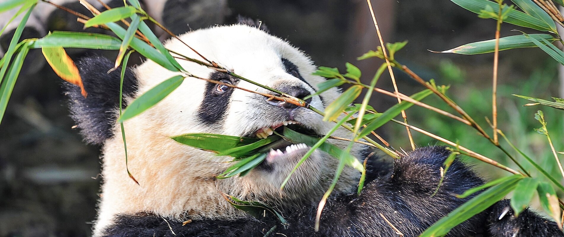 bifengxia panda base