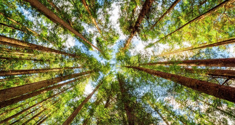 Jiuzhaigou Primitive Forest