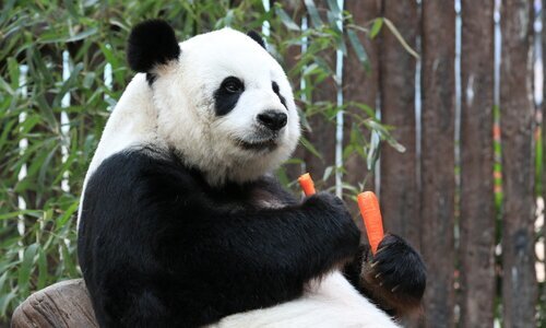 Panda in Chengdu