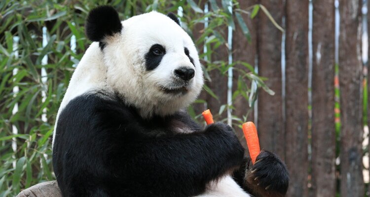 I panda a Chengdu
