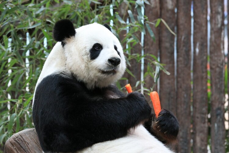 Пекинкий зоопарк