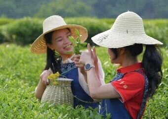 Experiencia de recolección de té en Hangzhou