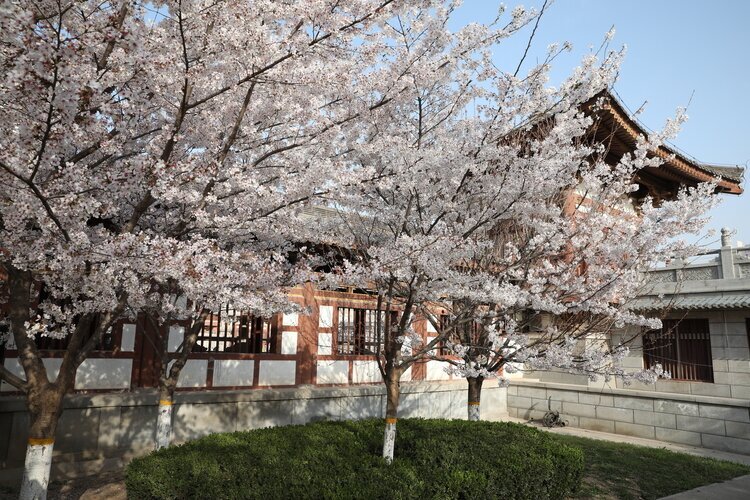 Cherry blossoms at Qinglong Temple
