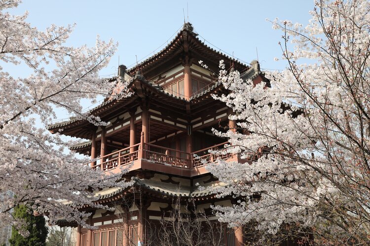 Сакура в Цинлунсы в полном цветении