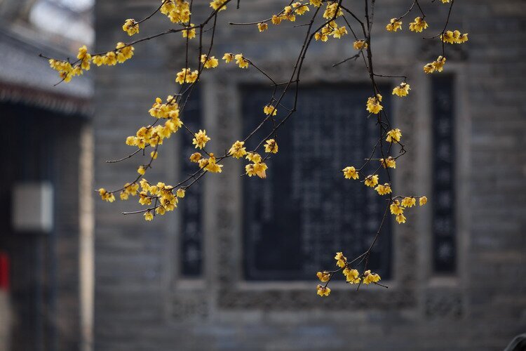 Winter sweet blossoms at Daxingshan Temple
