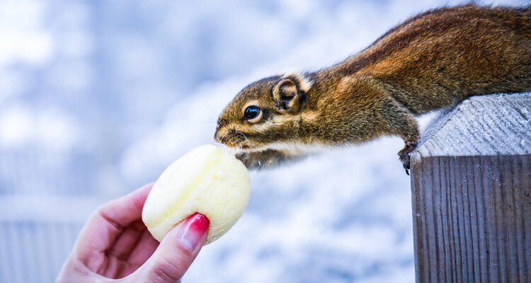 Feed the squirrel at Xiling Snow Mountain