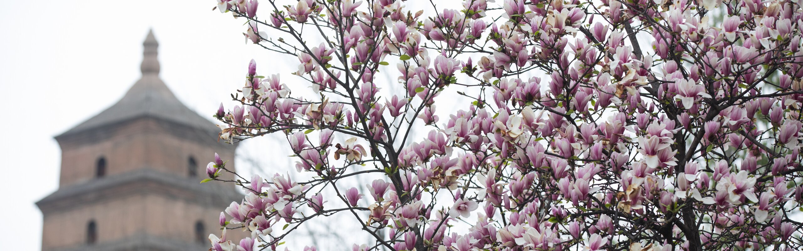 Xi'an Weather in March 2026: Things to Do and Travel Tips