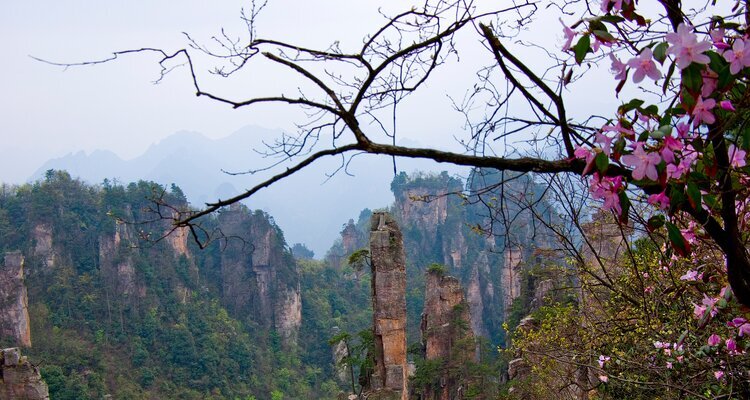 In spring, the mountains and forests of Zhangjiajie, Hunan, China, are ablaze with wildflowers.