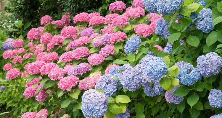 Hydrangea