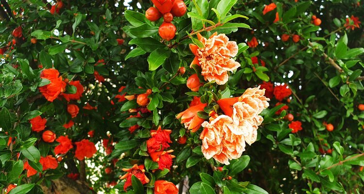 Pomegranate flowers