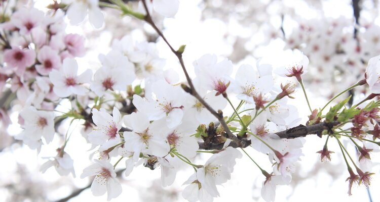 Cherry Blossoms in late March