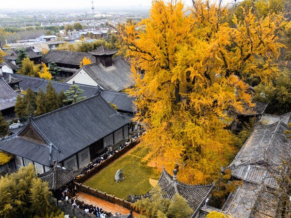 El árbol de ginkgo milenario de Xi'an