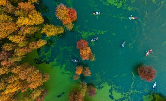Forêt aquatique du lac Qingshan