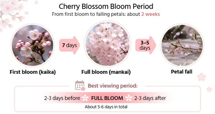 cherry blossoms bloom period