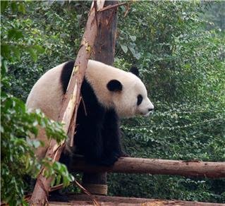 Повадки большой панды