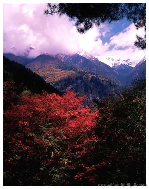 ブルーポピーが群生する四姑娘山フラワートレッキングと人気の世界遺産、九寨溝-黄龍（６泊７日）