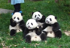 Пекинский&nbsp;зоопарк