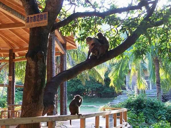 Деревня Народностей Ли и Мяо, Остров Обезьян