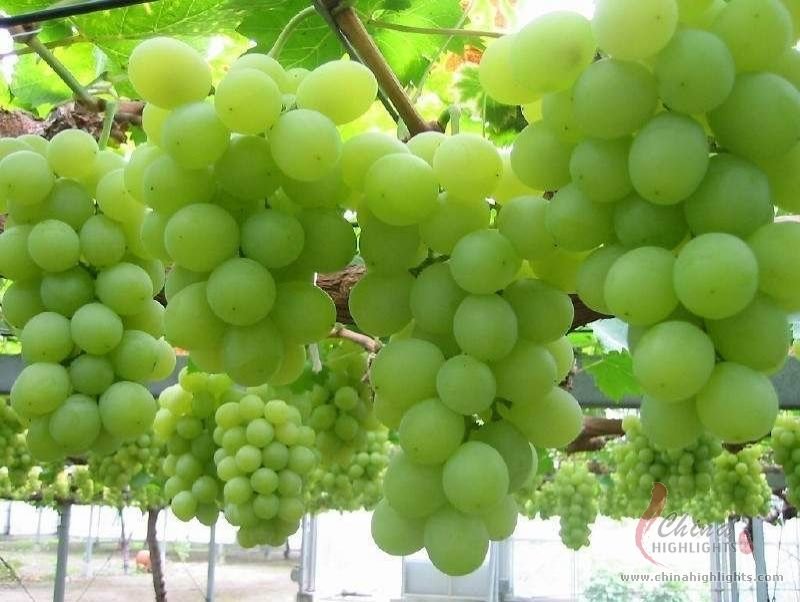 トルファンのショッピング