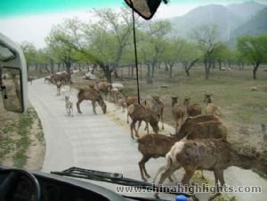 Центр защиты и разведения диких животных