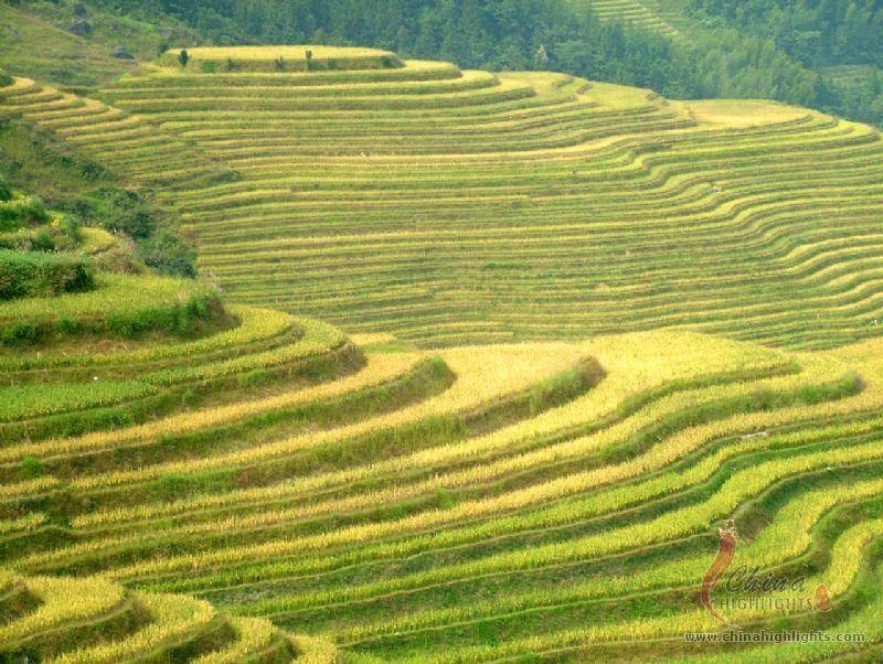 桂林棚田ハイキング(龍脊から金坑まで)（3泊4日）