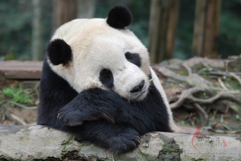 パンダのボランティア体験と成都観光6日間