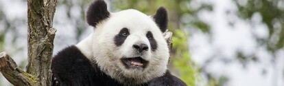 The hometown of giant pandas, giant pandas in Chengdu