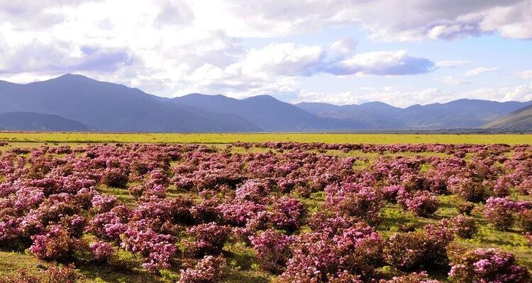 Blooming azalea in Shangri-La