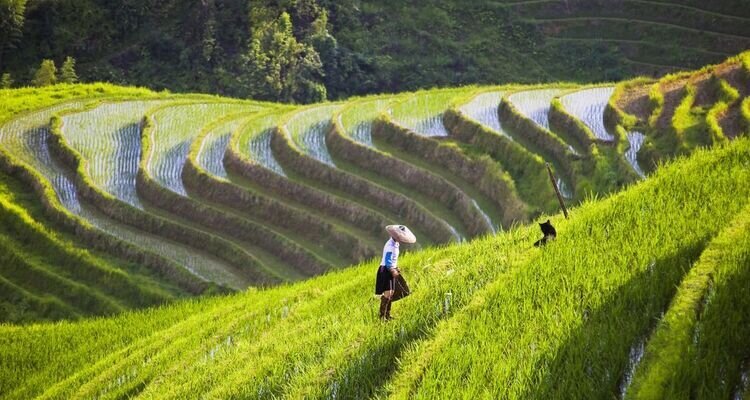 Terrazas de arroz Longji, Guilin