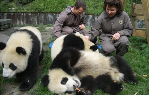 Base dei panda di Bifengxia