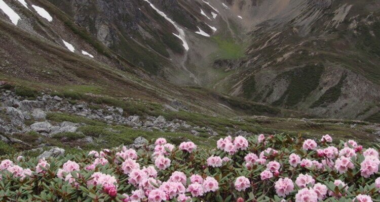 Pink Alpine Azalea in Cangshan