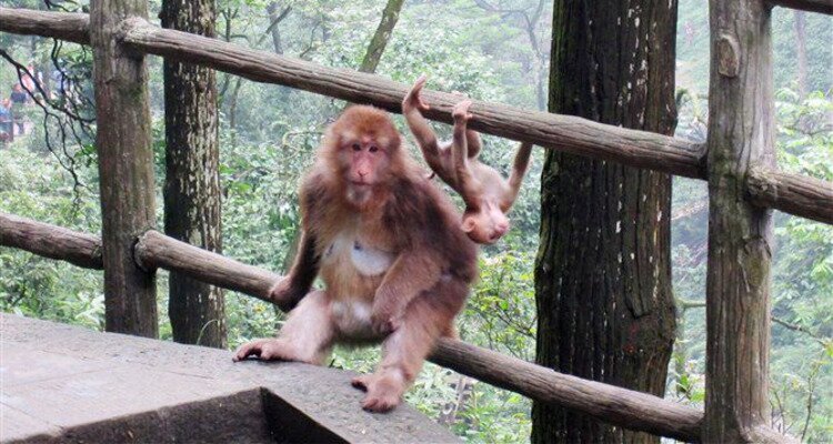 Monkeys in Mount Emei