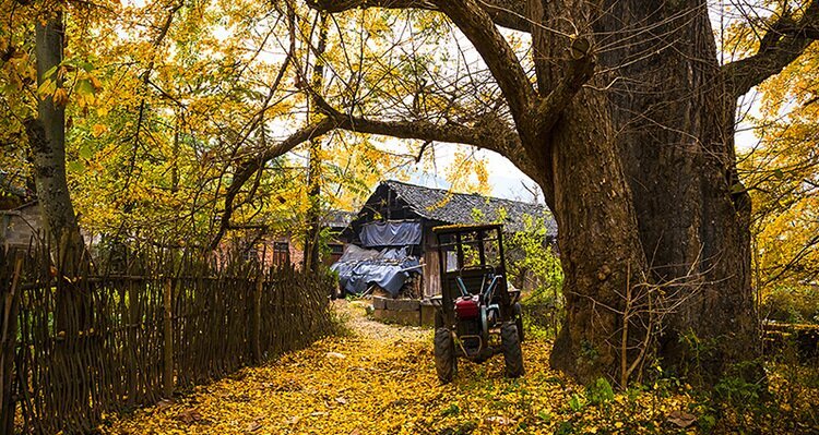 guilin Ginkgo Trees