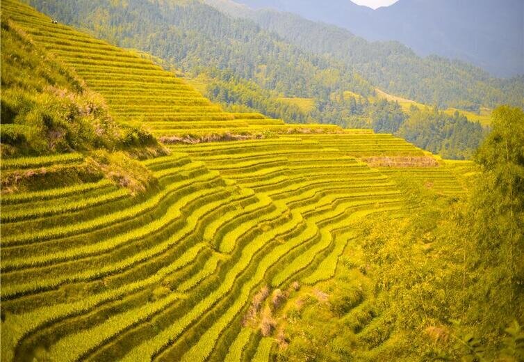 De la mi-octobre à fin octobre - Complètement doré