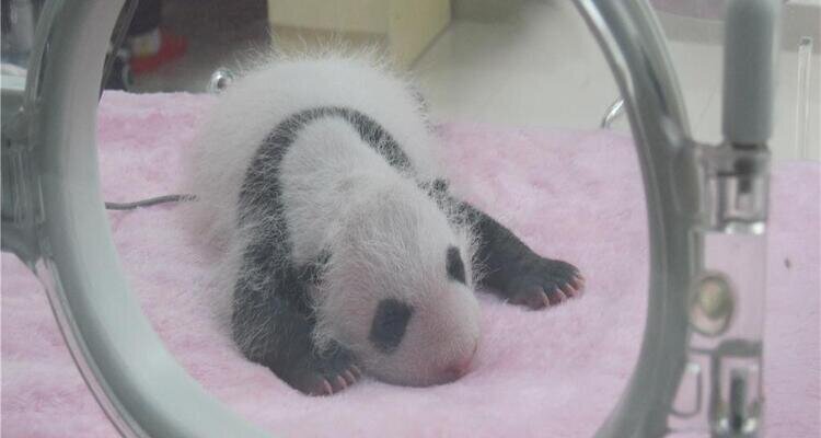 A newborn panda in the incubator