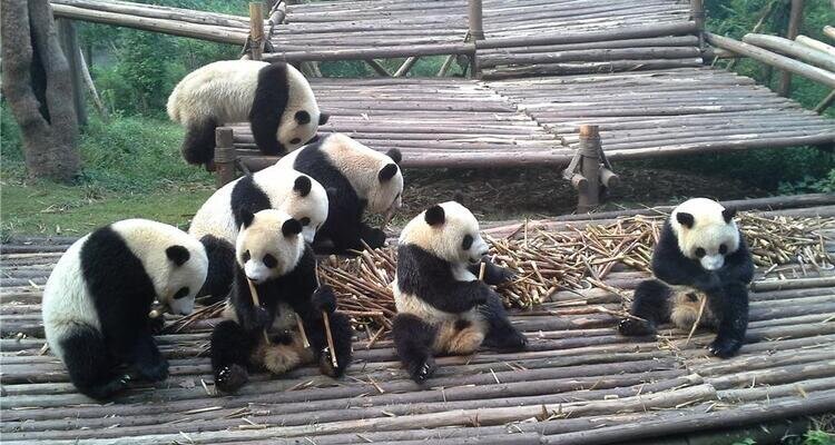Chengdu Panda Base