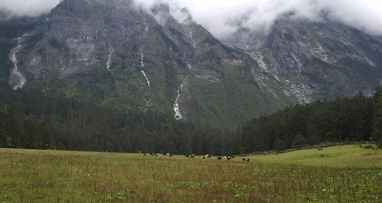 Spruce Meadow on Jade Dragon Snow Mountain