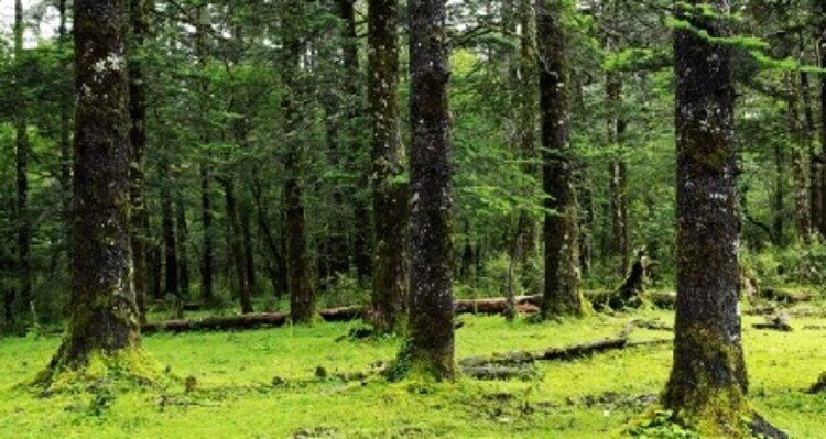 Spruce Forest on the Meadow
