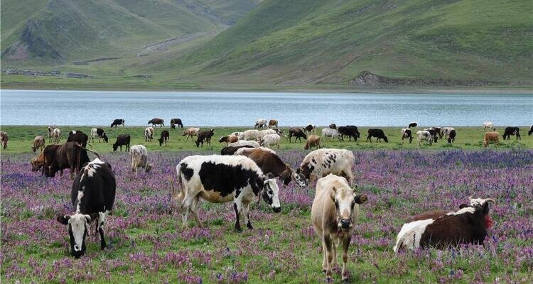 Animals of Lake Yamdrok