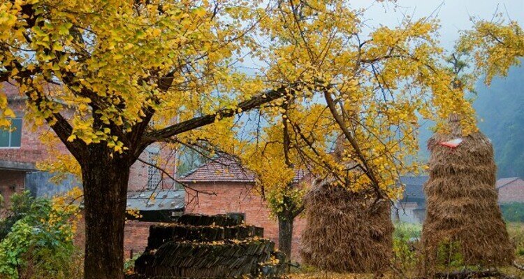 ancient villages surrounded by golden leaves